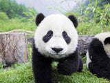 Bulk Forever! Variants Cables 73
