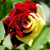 Bulk Forever! Variants Cables 938