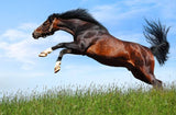 Bulk Forever! Variants Office Electronics 223